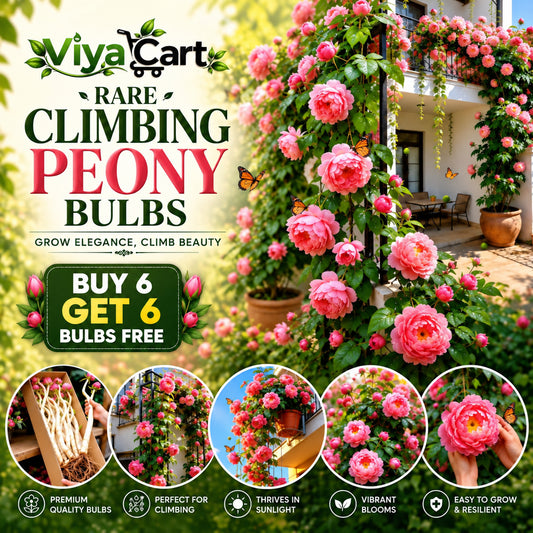 Rare Climbing Peony Buy 6 Get 6 Free Bulbs
